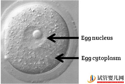 試管嬰兒卵子質(zhì)量完整指南-卵子質(zhì)量完整攻略(圖5)
