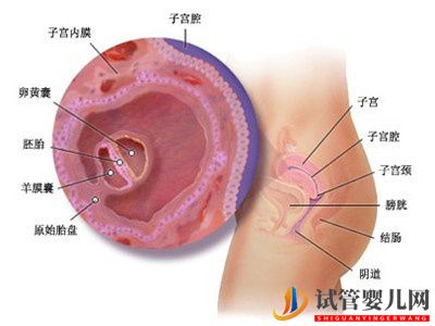 胚胎移植階段該如何提升試管嬰兒的成功率？(圖1)