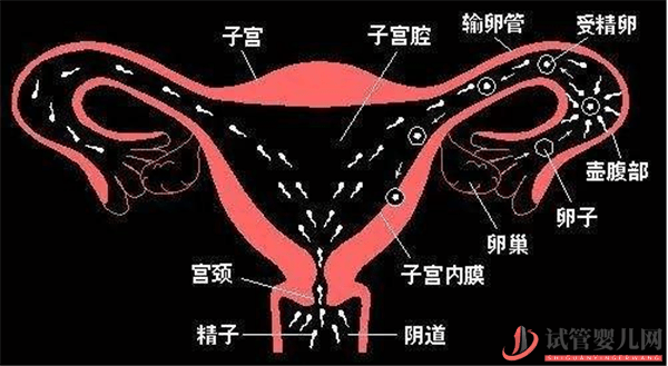 試管嬰兒和自然懷孕的寶寶會(huì)有區(qū)別么(圖2)