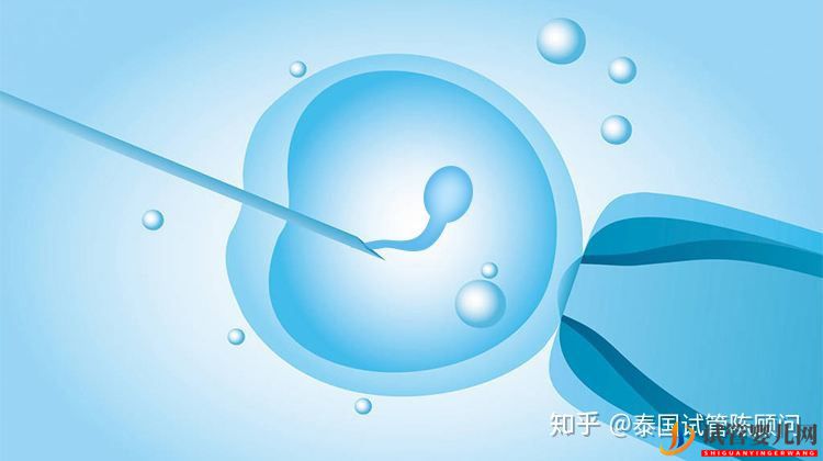 做泰國試管,可以從這四方面評估成功率(圖2) 做泰國試管,可以從這四方面評估成功率(圖2)