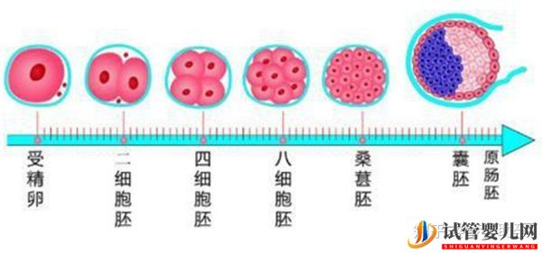 赴美試管嬰兒要經歷哪些流程呢(圖5)