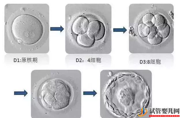 囊胚級別劃分,什么級別的囊胚成功率最高(圖2)
