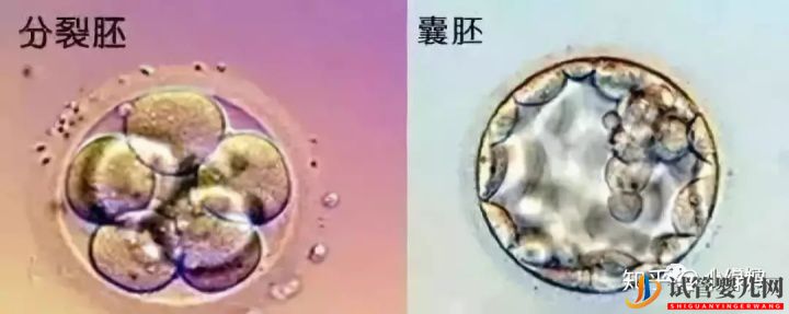 囊胚級別劃分,什么級別的囊胚成功率最高(圖3)