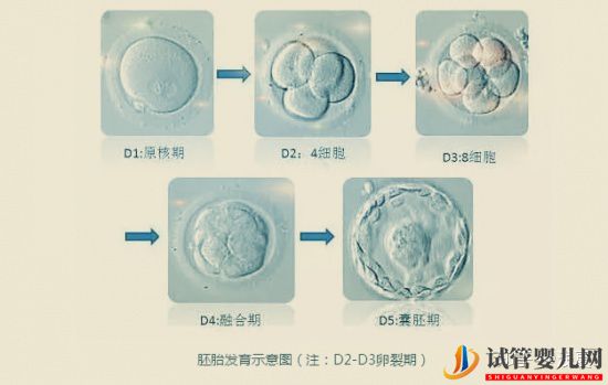 FSAC美國試管嬰兒影響成功率的因素(圖4)
