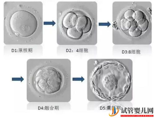 美國試管嬰兒“無囊胚可用”如何解決(圖1)