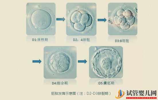 美國試管嬰兒指南如何科學提高成功率(圖4)
