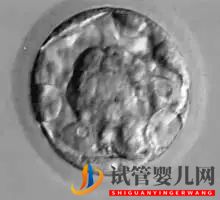 美國試管嬰兒這樣的囊胚才是極好的!(圖5)