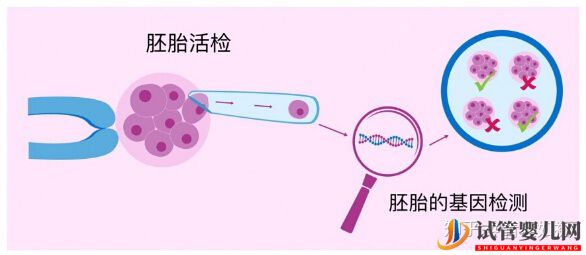 阿里試管嬰兒的利弊分析(圖1)