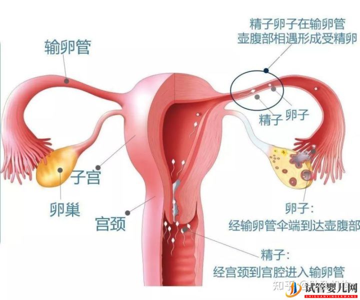 試管嬰兒六大真相!雙胞胎選男女原來是這樣啊!(圖1)