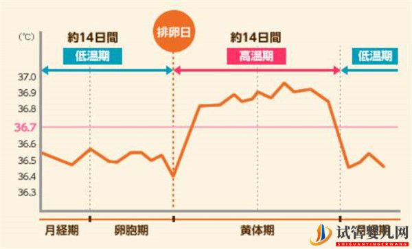 卵泡期對于自然懷孕還是試管嬰兒取卵都是很關鍵的(圖1)