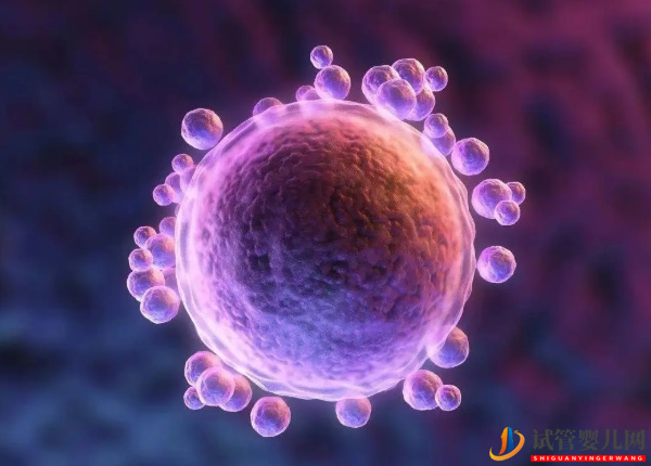 amh0.22卵巢早衰幾率大(圖2)