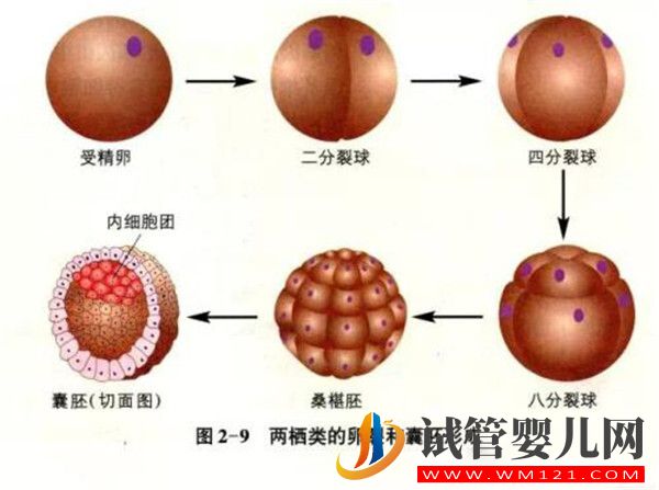 什么是囊胚試管嬰兒囊胚移植有哪些優勢(圖1)