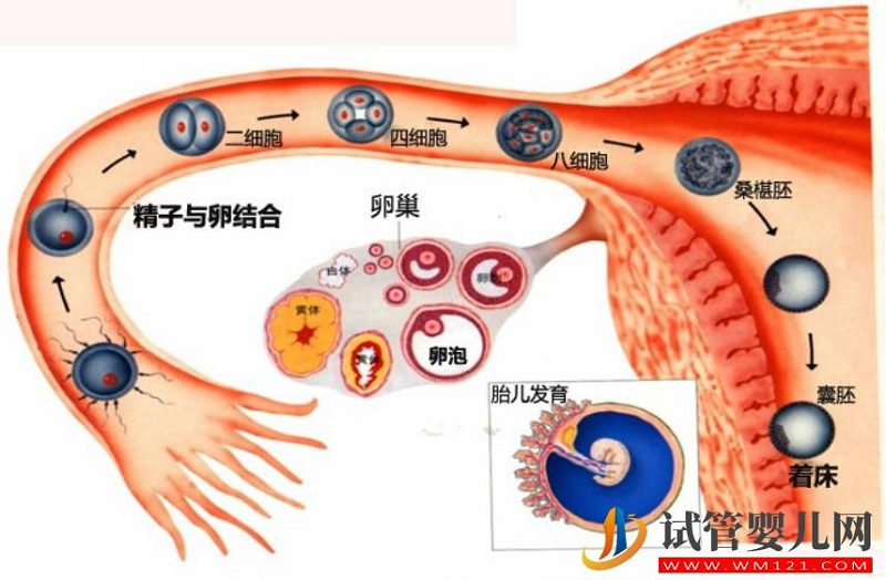 試管嬰兒技術走到了哪一步？專家解答→(圖1)
