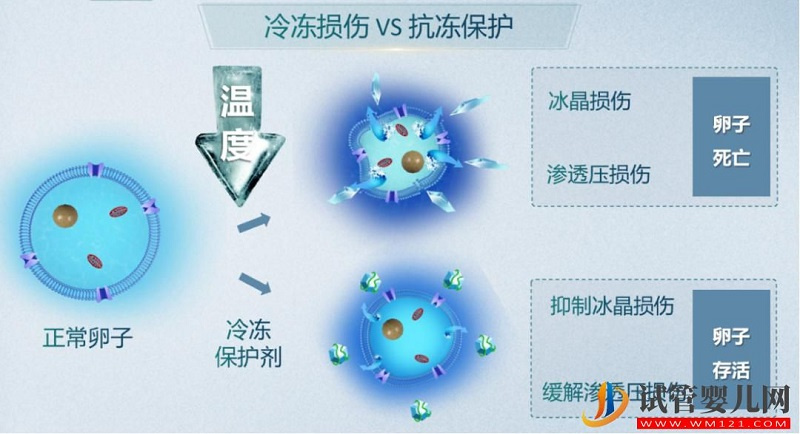 試管嬰兒技術走到了哪一步？專家解答→(圖6)