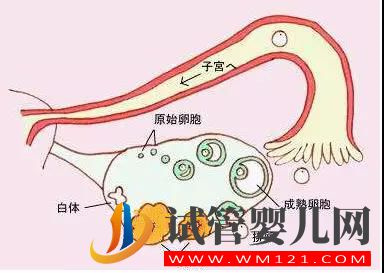 是不是卵泡越多、試管嬰兒的成功幾率就越高呢？(圖2)
