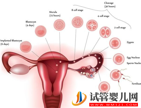 子宮腺肌有可能會癌變，這六種情況一定要重視起來(圖1)