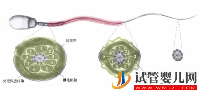 精子結構異常和精漿異常(圖1)