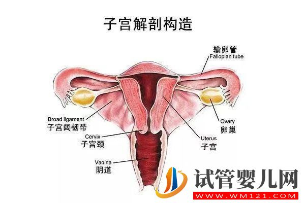 影響試管嬰兒成功率的因素總結(圖3)