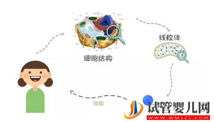 高齡女性做試管嬰兒怎么改善卵子質量?(圖3) 高齡女性做試管嬰兒怎么改善卵子質量?(圖3)