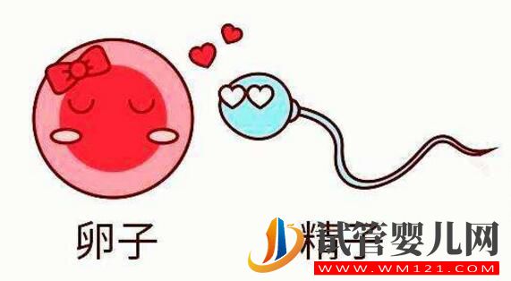 試管卵子質量不好怎么辦?(圖1) 試管卵子質量不好怎么辦?(圖1)