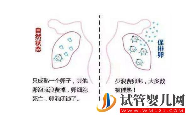 試管的促排方案有哪些?(圖8) 阿圖什試管的促排方案有哪些?(圖8)