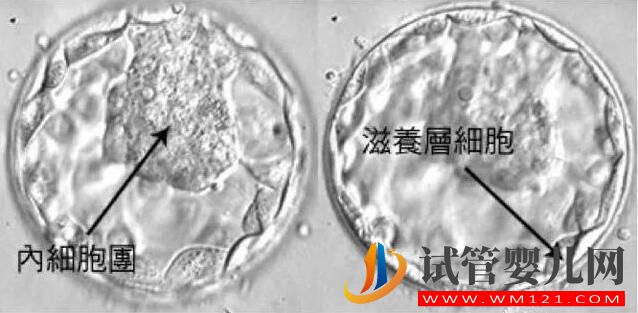 試管嬰兒胚胎選擇看“顏值”,長得好看才能被移植!(圖5) 試管嬰兒胚胎選擇看“顏值”,長得好看才能被移植!(圖5)