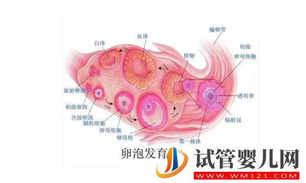 試管嬰兒取卵時空卵泡B超能看出來嗎？(圖3)