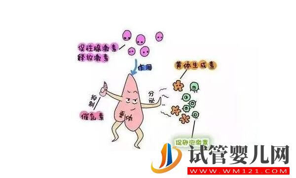 泌乳素高會(huì)影響做試管嬰兒嗎?如何比較好?(圖3) 泌乳素高會(huì)影響做試管嬰兒嗎?如何比較好?(圖3)