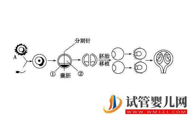 囊胚移植和普遍胚胎移植有什么區別?囊胚移植的優點是什么(圖2) 囊胚移植和普遍胚胎移植有什么區別?囊胚移植的優點是什么(圖2)