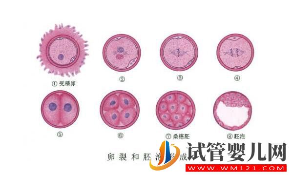 囊胚移植和普遍胚胎移植有什么區別?囊胚移植的優點是什么(圖1) 囊胚移植和普遍胚胎移植有什么區別?囊胚移植的優點是什么(圖1)
