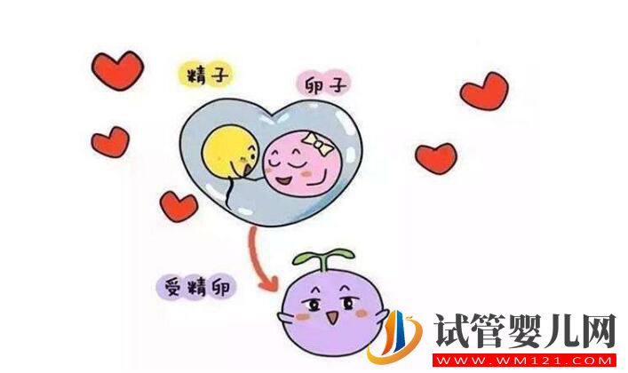 囊胚移植和普遍胚胎移植有什么區別?囊胚移植的優點是什么(圖3) 囊胚移植和普遍胚胎移植有什么區別?囊胚移植的優點是什么(圖3)