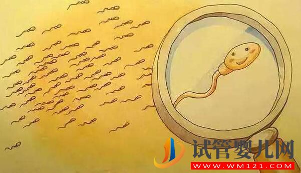 試管嬰兒怎么取優(yōu)質(zhì)的精子?做試管前如何提高精子質(zhì)量(圖2) 試管嬰兒怎么取優(yōu)質(zhì)的精子?做試管前如何提高精子質(zhì)量(圖2)