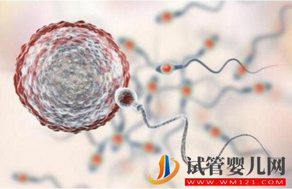 做試管嬰兒的條件是什么?(圖1) 做試管嬰兒的條件是什么?(圖1)