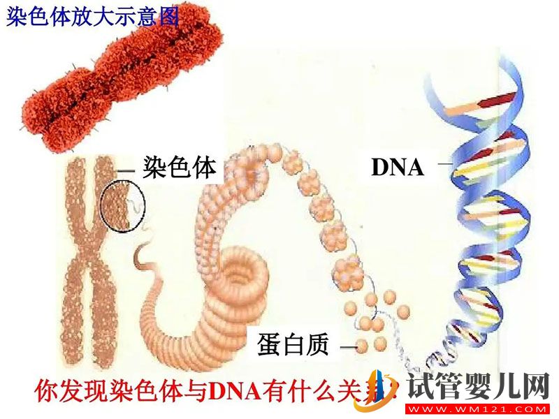 染色體異常胎停引產花17萬做第三代試管嬰兒成功懷上健康男孩(圖4)