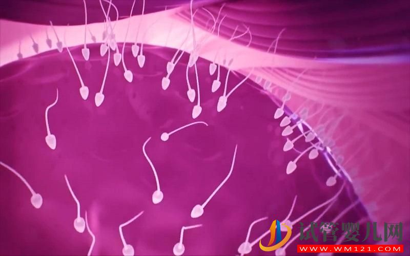 想生兒子怎么備孕才能讓男性的Y精子增多(圖3)