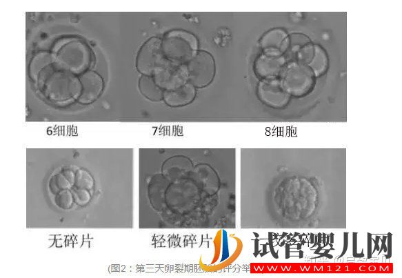 3分鐘教你看懂胚胎等級報告(圖3)