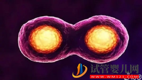 單卵雙胎發(fā)生在桑葚期是誰(shuí)的功勞？(圖2)