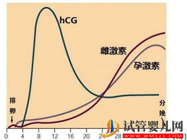 根據hcg的翻倍規律可以看出是雙胎嗎？(圖2)