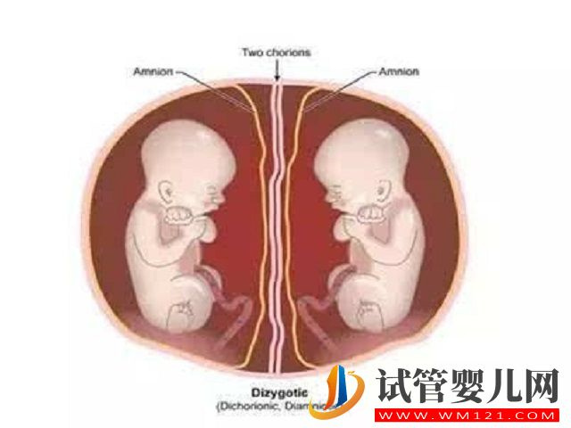 單胎移植后最晚多少天可以變成雙胎？(圖2)