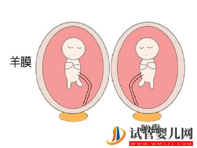 單胎移植后最晚多少天可以變成雙胎？(圖1)