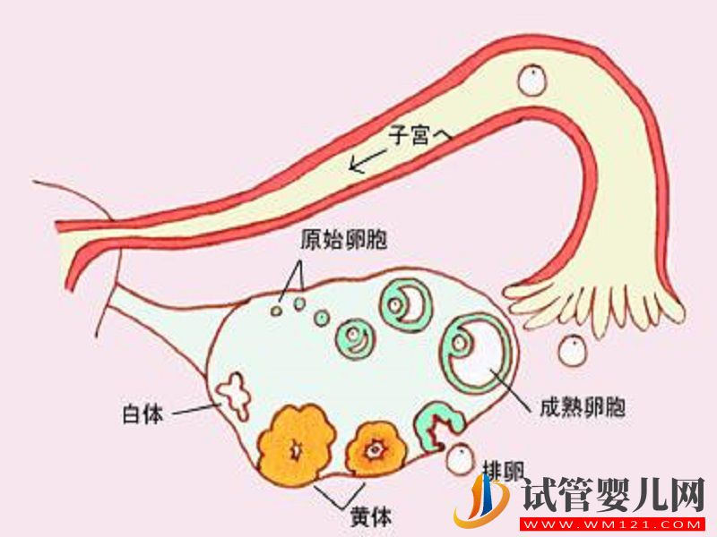 卵巢功能好壞檢測怎么看？建議了解一下fsh、amh(圖3)