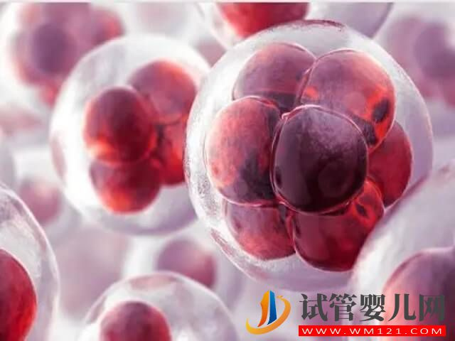 國內(nèi)凍卵解凍復(fù)蘇的成活幾率大概是多少？(圖2)