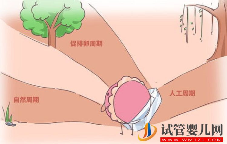 微刺激方案最佳移植時間！3個原因告訴你為什么不是當月(圖1)
