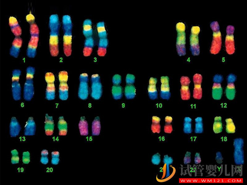 三代試管技術做染色體篩選就能生男孩純屬謠言(圖1)