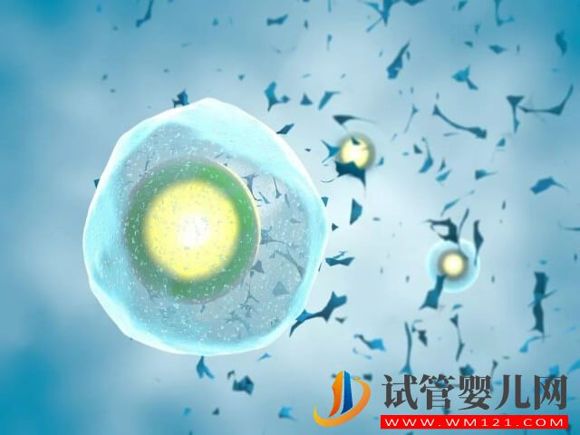 試管嬰兒拮抗劑促排卵方案的優缺點各有哪些？(圖1)