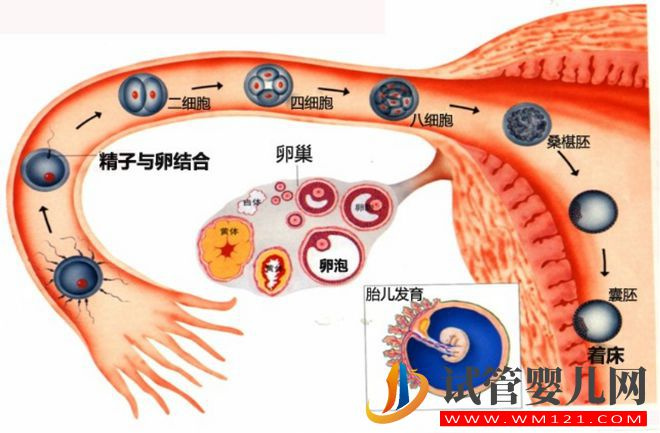 試管嬰兒技術(shù)走到了哪一步？(圖1)