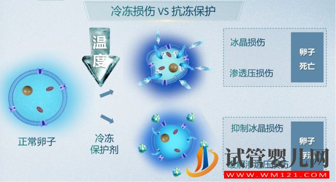 試管嬰兒技術(shù)走到了哪一步？(圖10)