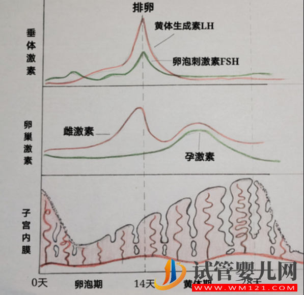 女性一個(gè)月性激素六項(xiàng)曲線圖，月經(jīng)前后變化真的超大(圖2)