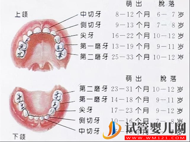 兒童換牙齒順序和時間匯總，換牙期有幾件事情爸媽要注意(圖2)