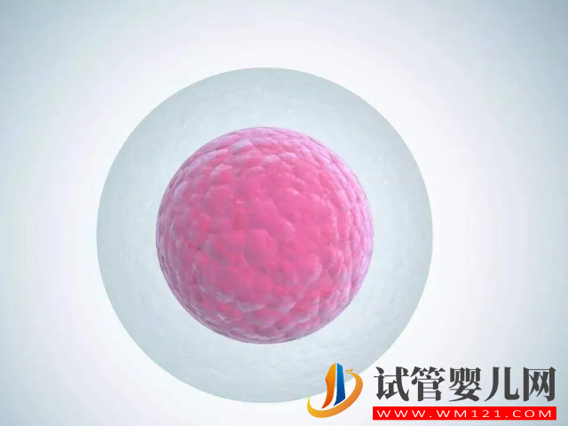 內(nèi)膜和卵泡關(guān)系密切，厚度在該范圍才能養(yǎng)出優(yōu)勢卵泡(圖1)